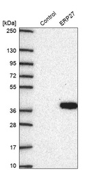 Western blot analysis in control (vector only transfected HEK293T lysate) and ERP27 over-expression lysate (Co-expressed with a C-terminal myc-DDK tag (~3.1 kDa) in mammalian HEK293T cells, LY407647).