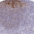 Anti-CR2 Antibody