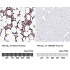 Anti-HMGB2 Antibody