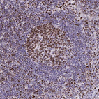 Anti-HMGB2 Antibody