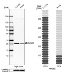 Anti-HMGB2 Antibody