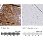 Anti-RHOV Antibody