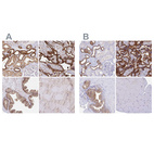 Anti-COBLL1 Antibody