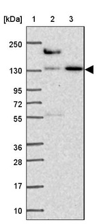 Anti-COBLL1 Antibody