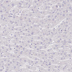 Anti-ZG16B Antibody