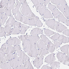 Anti-ZG16B Antibody