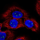 Immunofluorescent staining of human cell line HaCaT shows localization to nucleoli fibrillar center.