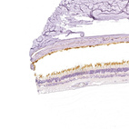 Anti-PDE6B Antibody