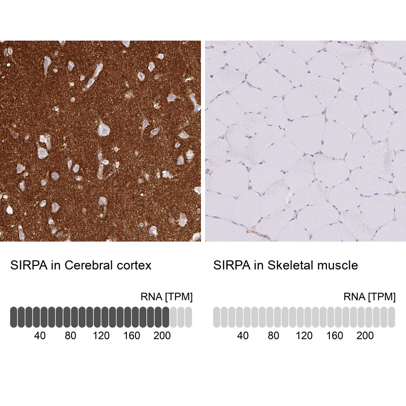 Anti-SIRPA Antibody