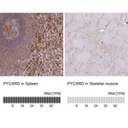 Anti-PYCARD Antibody