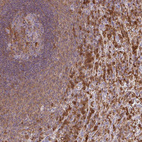 Anti-PYCARD Antibody