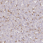 Anti-PYCARD Antibody