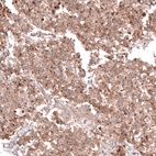 Anti-TNFRSF8 Antibody