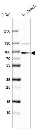 Anti-SULF1 Antibody