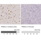 Anti-PNMAL2 Antibody