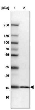 Lane 1: Marker [kDa] 250, 130, 100, 70, 55, 35, 25, 15, 10_br/_Lane 2: Human cell line HEK 293