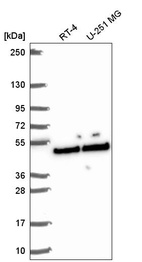 Anti-SLFNL1 Antibody