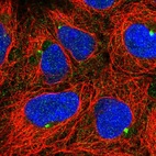 Immunofluorescent staining of human cell line HEK 293 shows localization to centrosome.