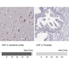 Anti-VGF Antibody