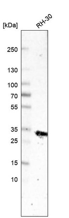 Western blot analysis in human cell line RH-30.