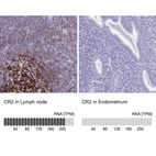 Anti-CR2 Antibody