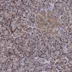 Anti-GPSM1 Antibody