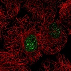 Anti-C15orf41 Antibody