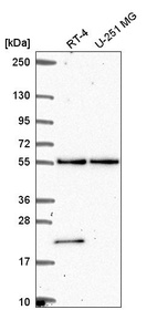 Anti-POLR3D Antibody