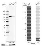 Anti-IRF2BPL Antibody