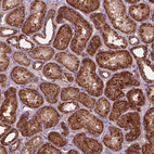 Anti-NLRX1 Antibody