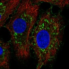 Anti-NLRX1 Antibody