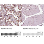 Anti-IKBIP Antibody