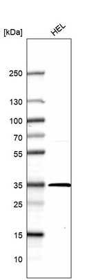 Anti-GTF2B Antibody