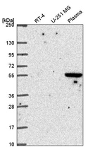 Anti-SPRED1 Antibody