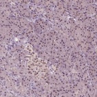 Immunohistochemical staining of human pancreas shows low expression as expected.