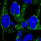 Anti-HEATR6 Antibody