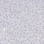 Anti-MISP Antibody