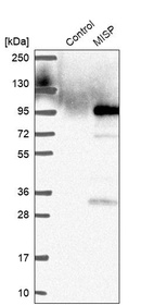 Anti-MISP Antibody