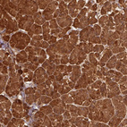 Anti-PNLIP Antibody