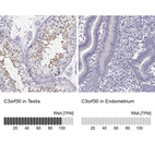 Anti-C3orf30 Antibody