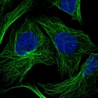 Anti-HS3ST3A1 Antibody