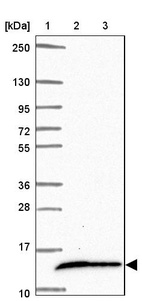 Anti-COX16 Antibody