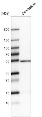 Anti-ZNF692 Antibody