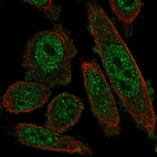 Anti-NKX2-8 Antibody