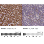 Anti-MT-ND3 Antibody