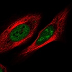 Anti-ZNF554 Antibody