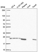 Anti-BRICD5 Antibody