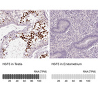 Anti-HSF5 Antibody