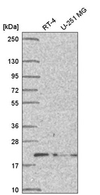 Anti-DCTN5 Antibody