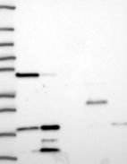 Anti-ELOB Antibody